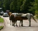 New Forest Ponies