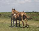 New Forest Ponies - mother & baby