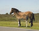 New Forest Ponies - mother & baby