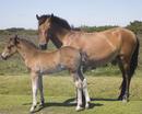 New Forest Ponies - mother & baby