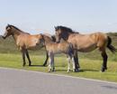 New Forest Ponies - mother, father & baby