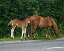New Forest Ponies - mother & baby