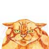 Angry Maxwell