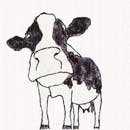 Colin the cow