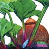 Rhubarb patch