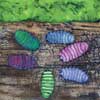 Woodlice huddle