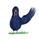 Beryl the Blackbird