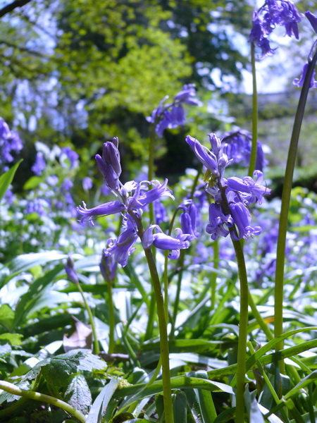 Ardentinny Bluebells