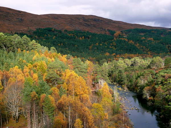 Autumn in Affric