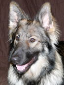 German Shepherd 2