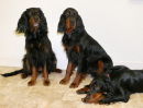 Gordon Setters