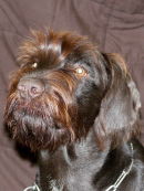 Harvey 2