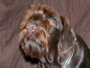Harvey