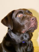 Murphy 2
