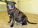 Staffie 2