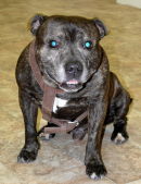 Staffie