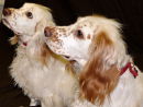 Scamp and Snoopy 2