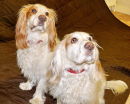 Scamp and Snoopy
