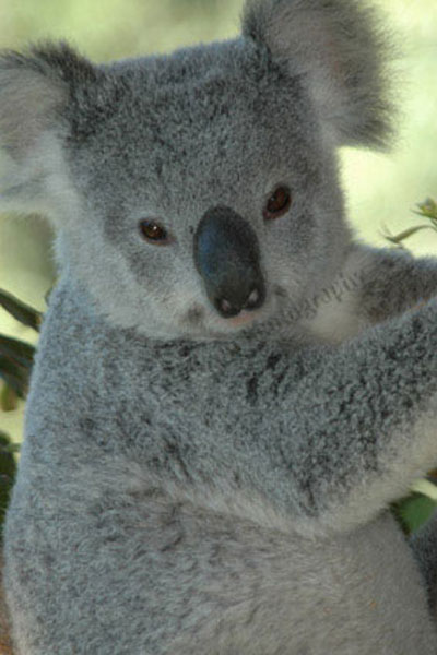 Koala