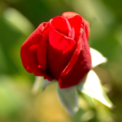 Red rose