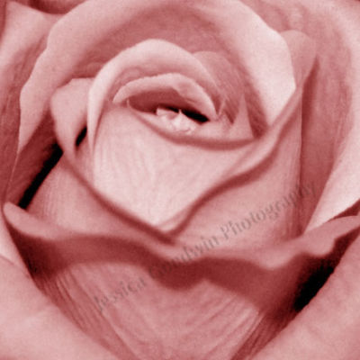 Rose 2
