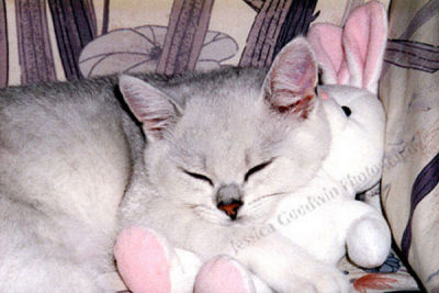 Sleeping cat