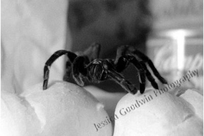 Spider