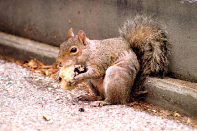 Squirrel