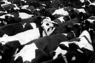 Cows