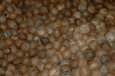 Coconut