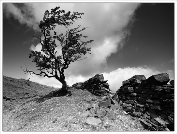 Tree Ditches