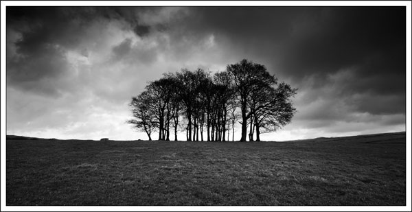 Copse, High Laith