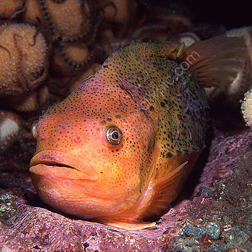 Lumpsucker 