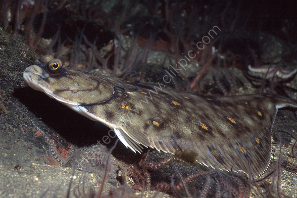 Plaice