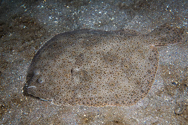Turbot 