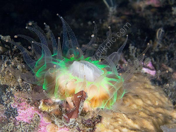 Devonshire Cup Coral