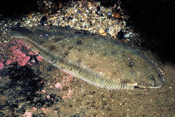 Dover Sole