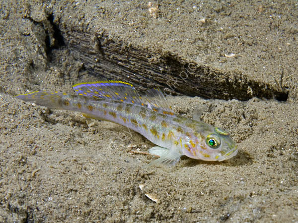 Fries' Goby