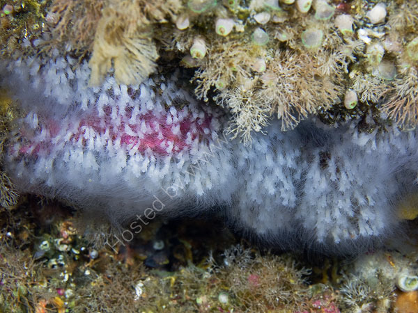 Common Jellyfish