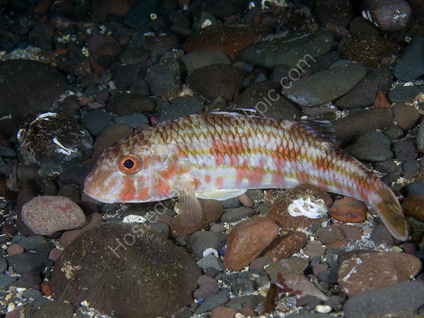 Red Mullet