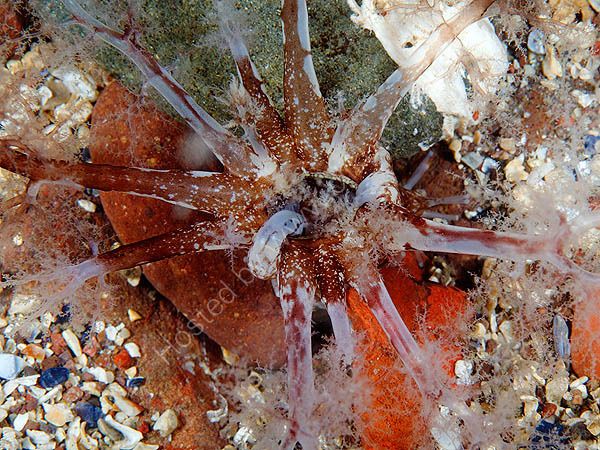 Brown Sea Cucumber