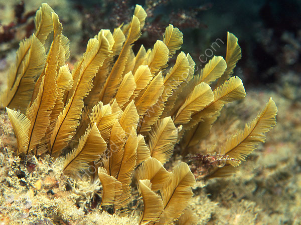 Yellow Feathers