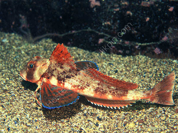 Streaked Gurnard