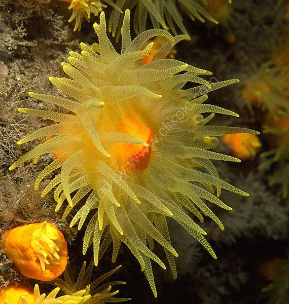 Sunset Coral