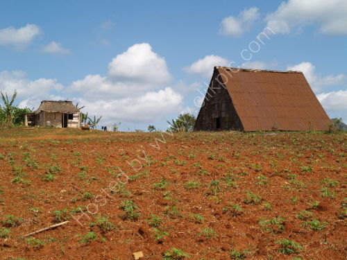 Tobacco drying shed