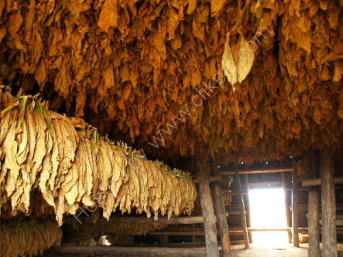 Inside tobacco drying shed