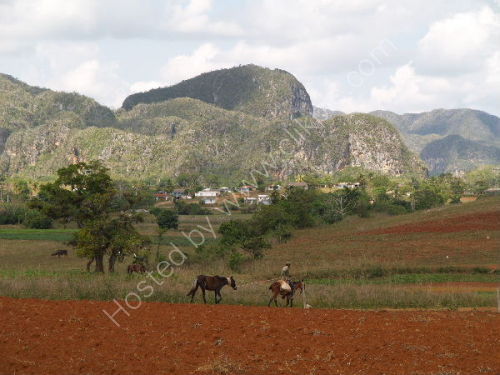 Vinales: Leading horse