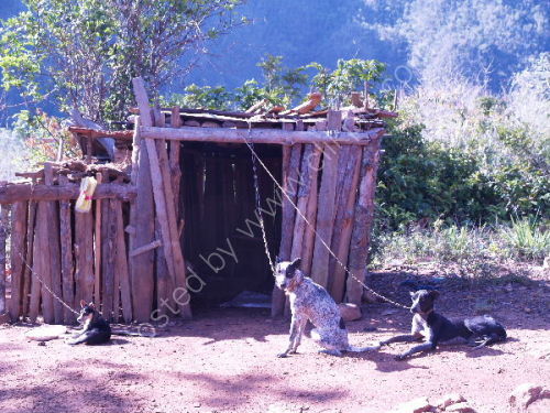 Dog Kennel