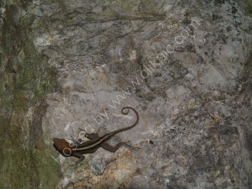 Lizard on rock