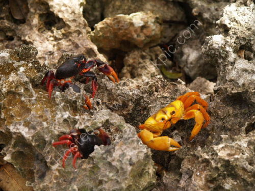 Migrating crabs, Playa Giron